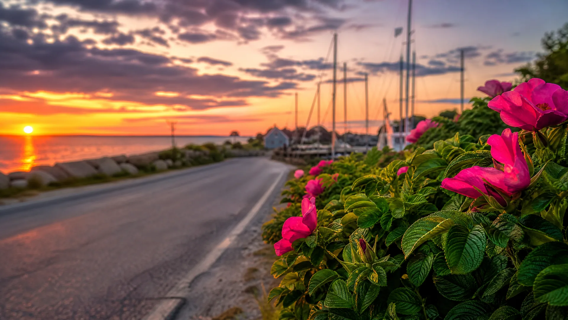 A coastal road at sunset beside calm water, with pink rose blossoms and green foliage in sharp focus at right and sailboat masts blurred in the background.