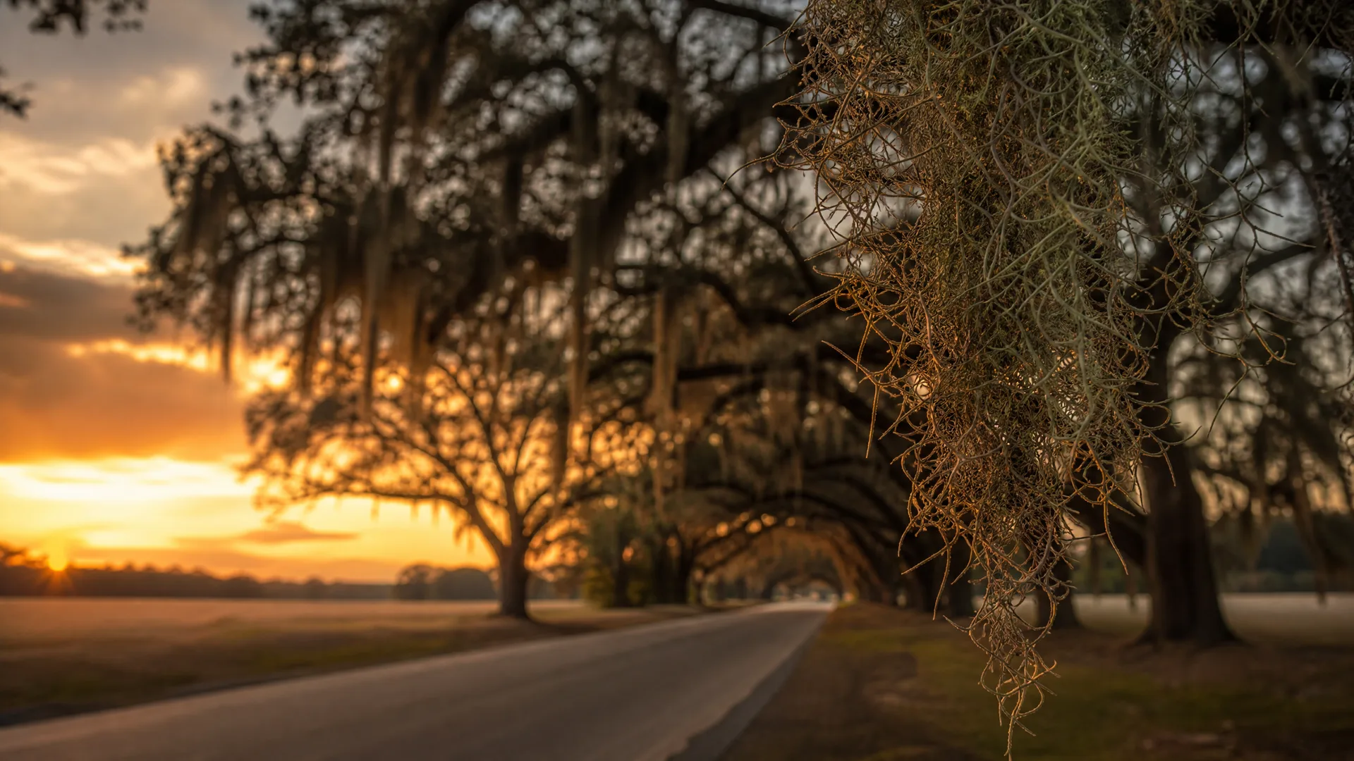 A paved road curves beneath large oak trees draped with hanging Spanish moss at sunset, with an orange sky and flat fields on the left.
